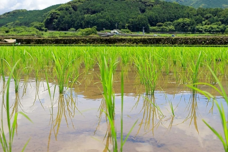 徹底した水の管理